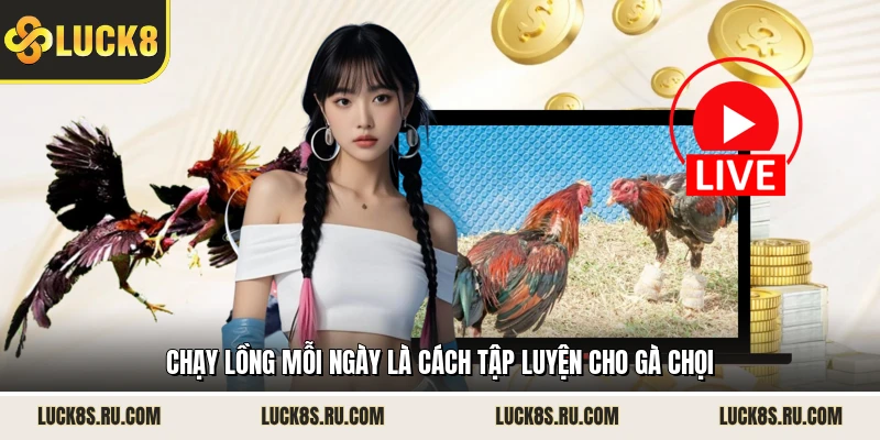 Chạy lồng mỗi ngày là cách tập luyện cho gà chọi